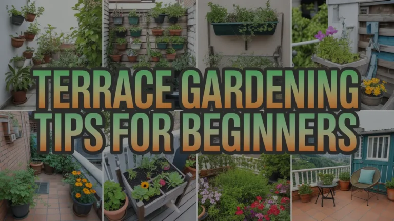Terrace Gardening Tips for Beginners